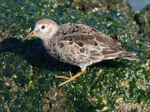 Rock Sandpiper