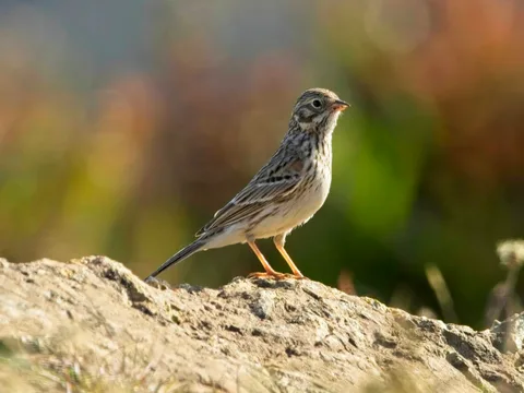 Vesper Sparrow