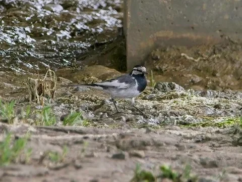 White Wagtail