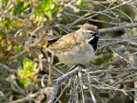 Black-throated Sparrow, Presidio Hills
