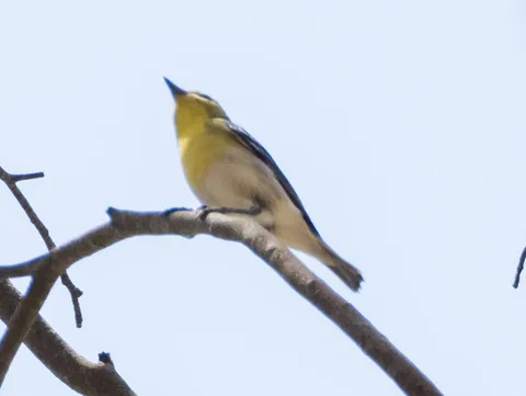 Yellow-throated Vireo