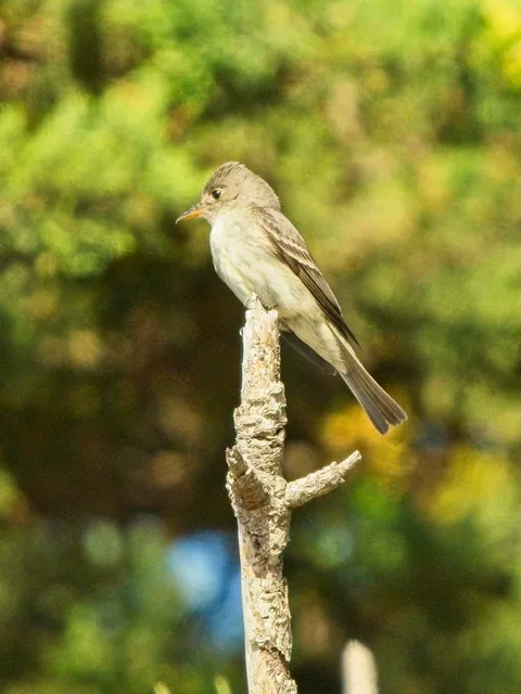 Eastern Wood-Pewee
