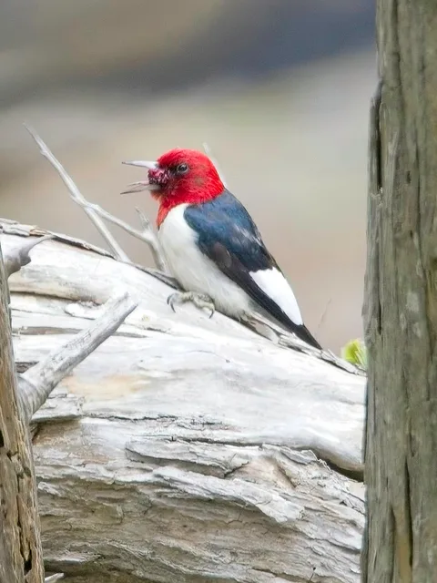 Red-headed Woodpecker