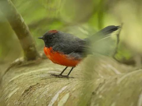 Slate-throated Redstart