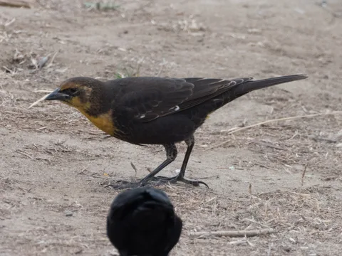 Yellow-headed Blackbird