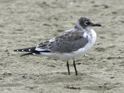 Franklin's Gull