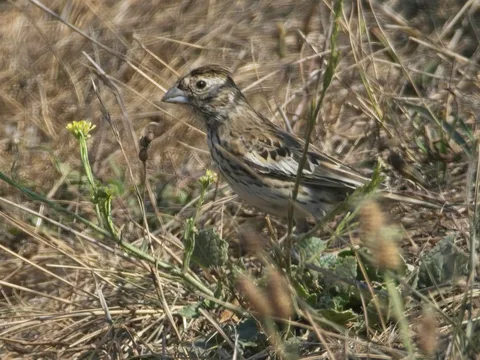 Lark Bunting, Bernal Hill