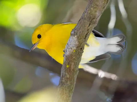 Prothonotary Warbler