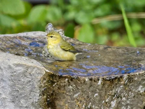 Tennessee Warbler