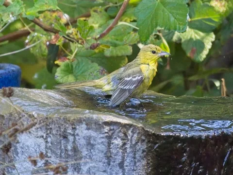 Orchard Oriole