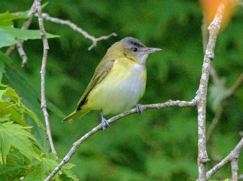 Yellow-green Vireo