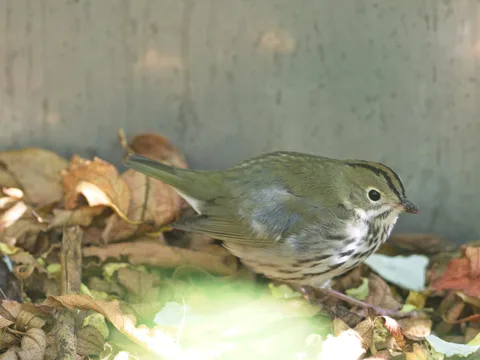 Ovenbird at Salesforce Park