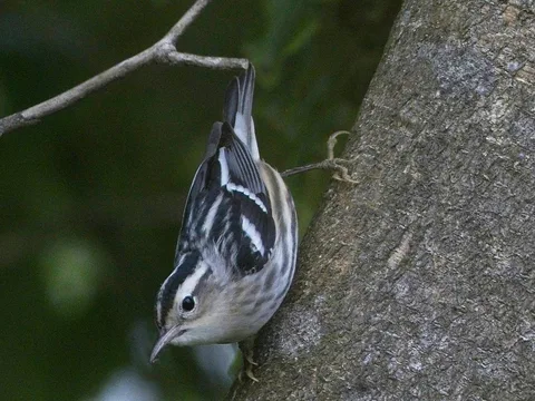 Black-and-white Warbler
