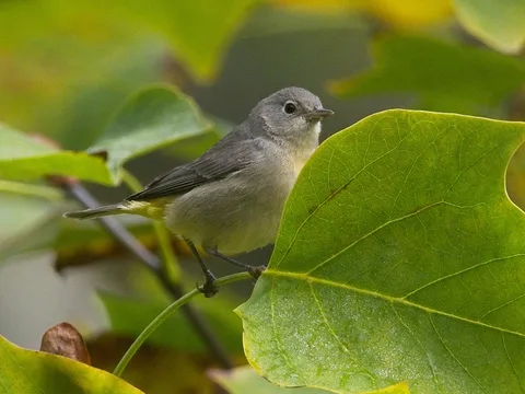 Virginia's Warbler, near the Log Cabin GGP