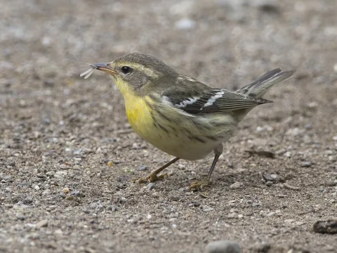 Blackburnian Warbler, West Maintenance Yard GGP