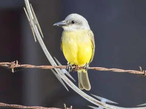 Tropical Kingbird