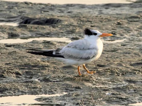 Royal Tern, Crissy Field