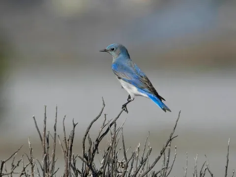 Mountain Bluebird