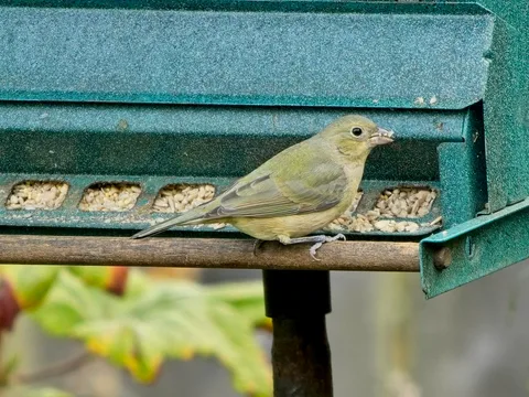 Painted Bunting
