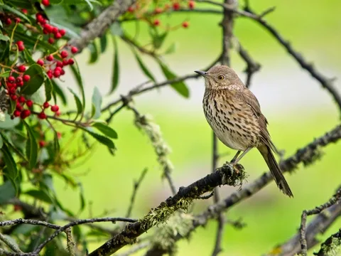 Sage Thrasher