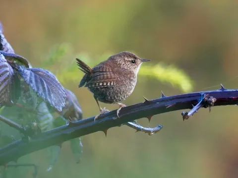 Winter Wren, Presidio