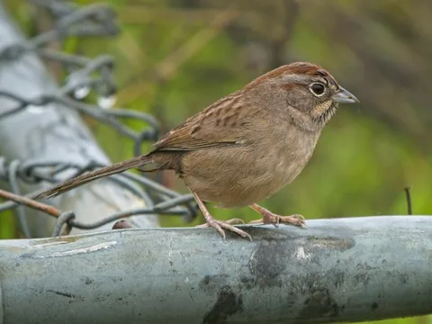 Rufous-crowned Sparrow