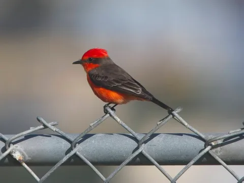 Vermilion Flycatcher
