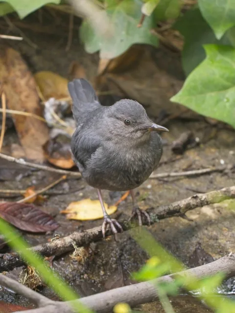 American Dipper