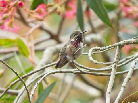 Calliope Hummingbird