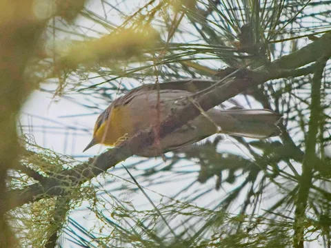 Grace's Warbler
