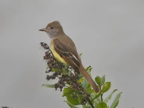 Great-crested Flycatcher