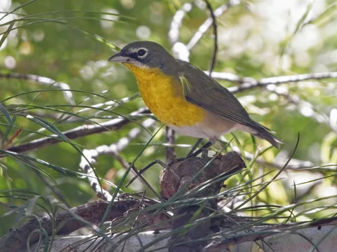 Yellow-breasted Chat