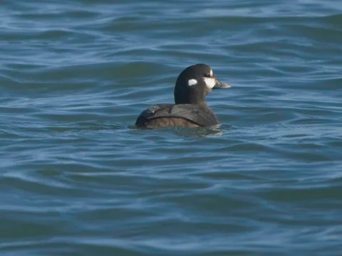 Harlequin Duck