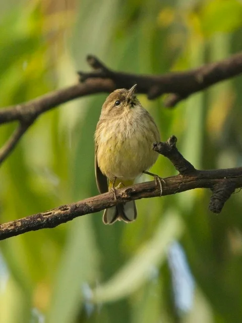 Palm Warbler