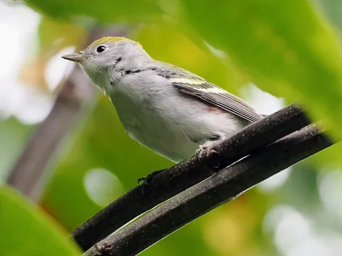 Chestnut-sided Warbler