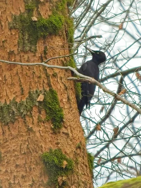 Black Woodpecker