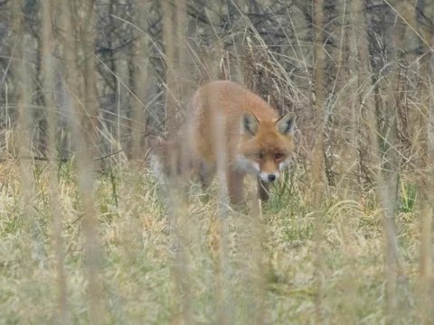 Red Fox