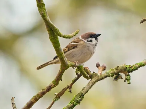Eurasian Tree Sparrow