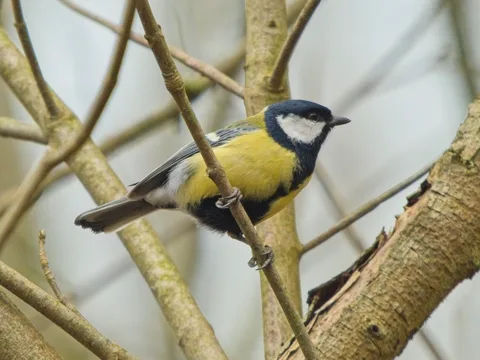 Great Tit