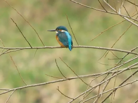 Common Kingfisher