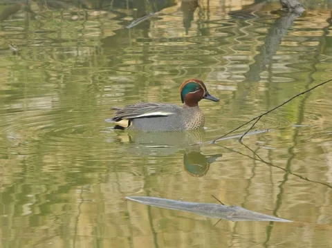 Eurasian Green-winged Teal