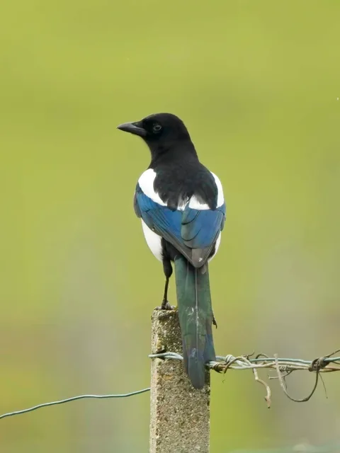Eurasian Magpie