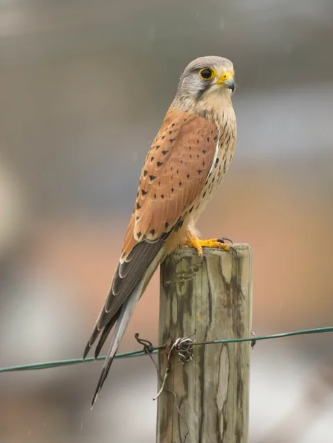 Eurasian Kestrel