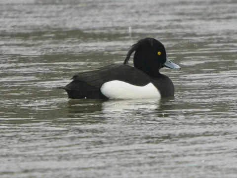male Tufted Duck