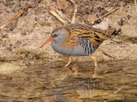 Water Rail