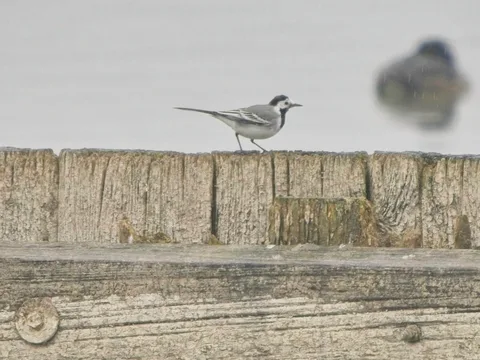 White Wagtail