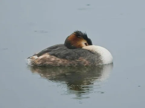 Great Crested Grebe
