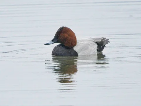 Common Pochard