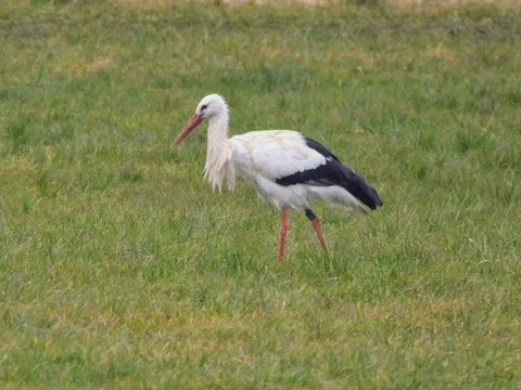 White Stork