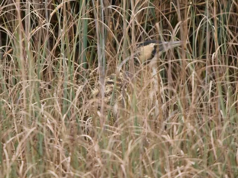 Eurasian Bittern